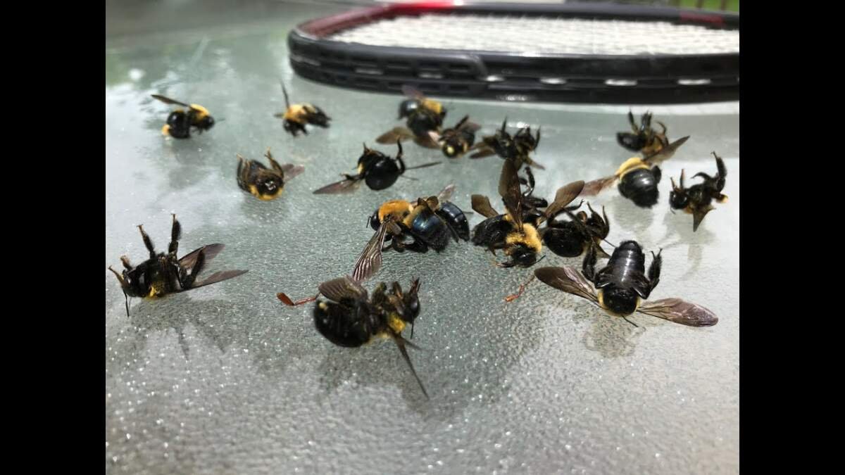 How to Safely Manage Bees Around Outdoor Pet Feeding Areas